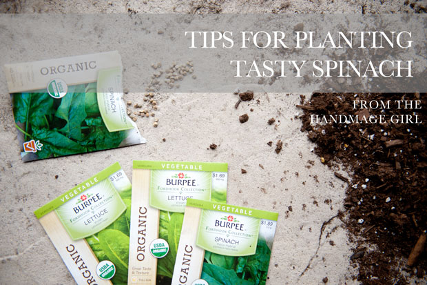Planting Spinach, tips on planting spinach, spring planting tips, the handmade girl