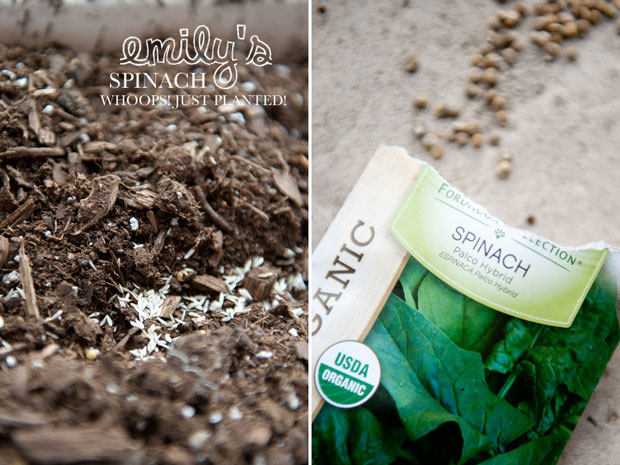 Spinach planting tips, spring planting tips, spinach planting, gardening tips, the handmade girl